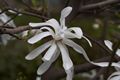 Magnolia stellata Royal Star-2 Magnolia gwiaździsta